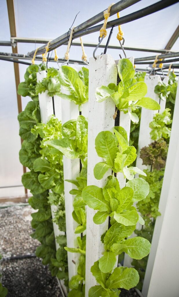 vertical farm, hydroponics, farming, plants, lettuce, vertical farm, vertical farm, vertical farm, vertical farm, vertical farm, hydroponics, hydroponics, hydroponics, hydroponics